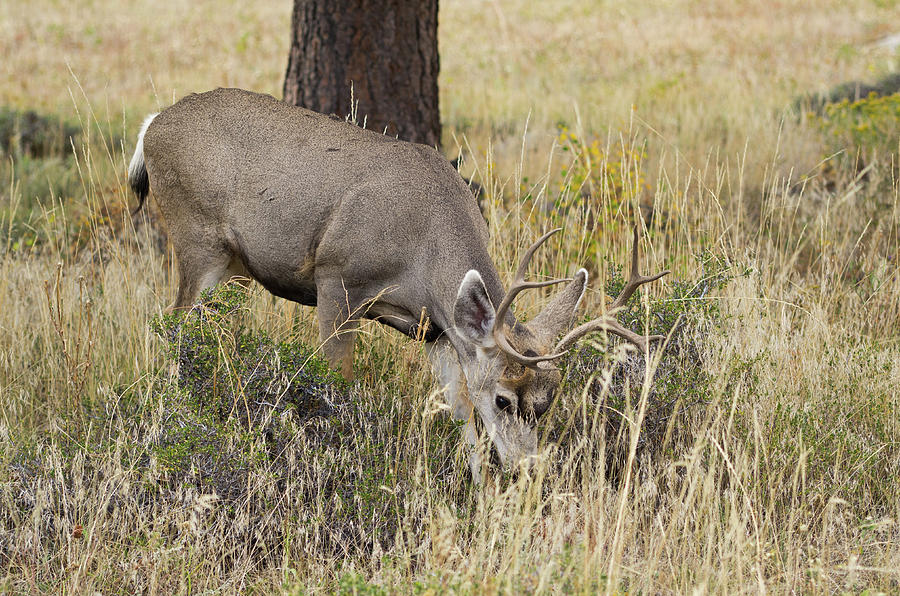 Mule Deer - 8924 Photograph by Jerry Owens