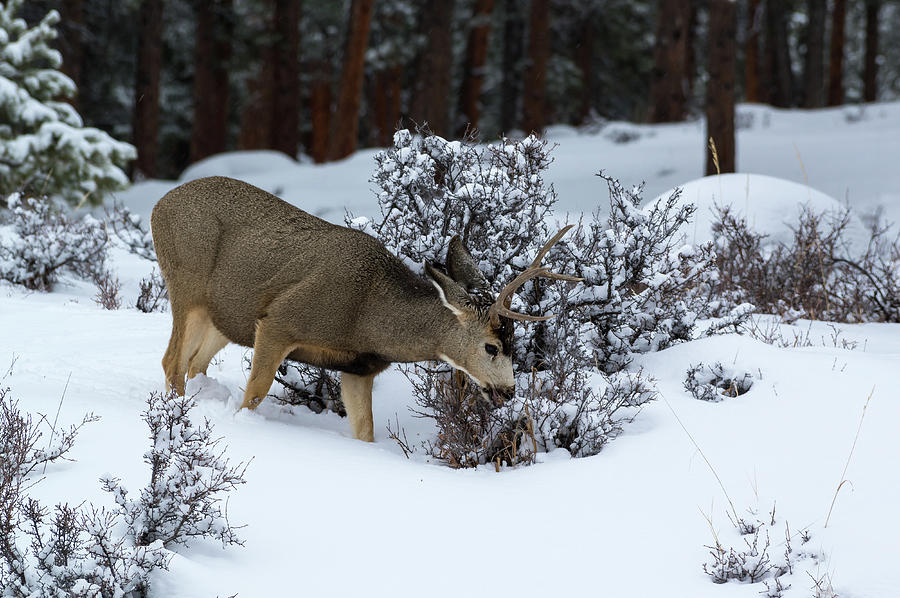 Rocky Mountain National Park Photograph - Mule Deer - 9130 by Jerry Owens