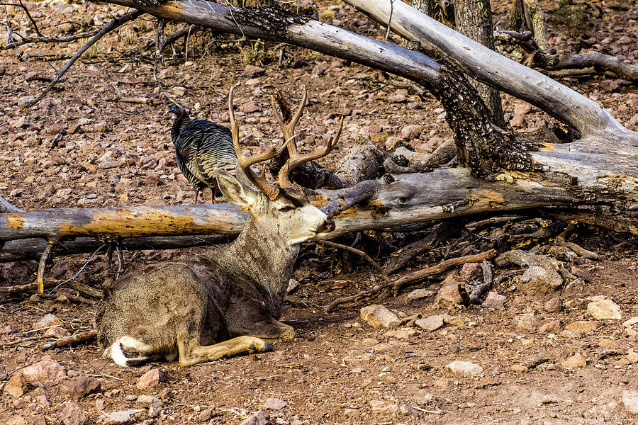 Mule Deer And A Turkey 001110 Photograph