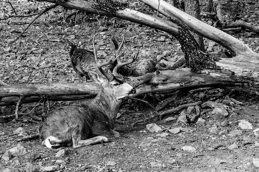 Mule Deer And A Turkey 001111 Photograph