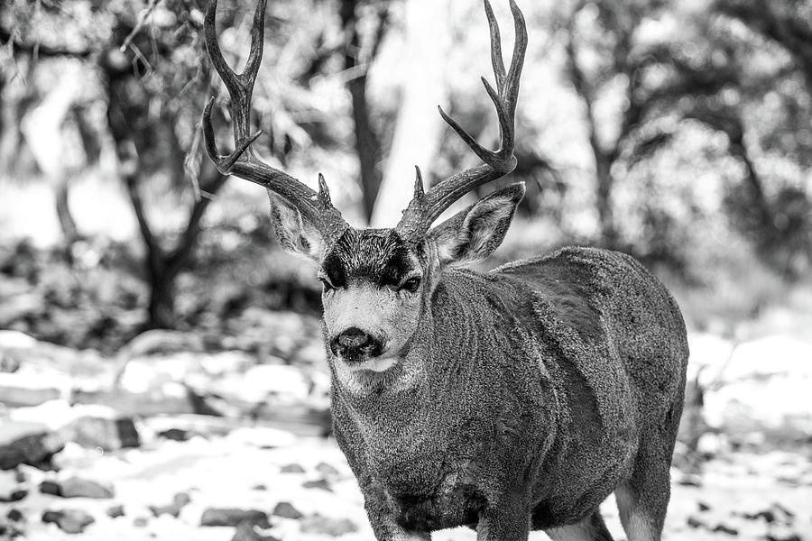 Mule Deer Buck 001135 Photograph by Renny Spencer