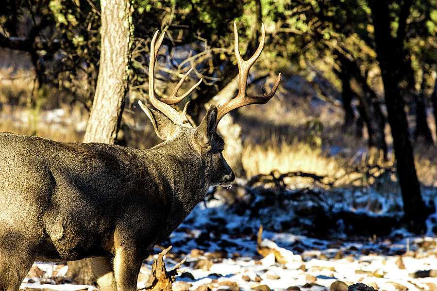 Mule Deer Buck 001152 Photograph by Renny Spencer