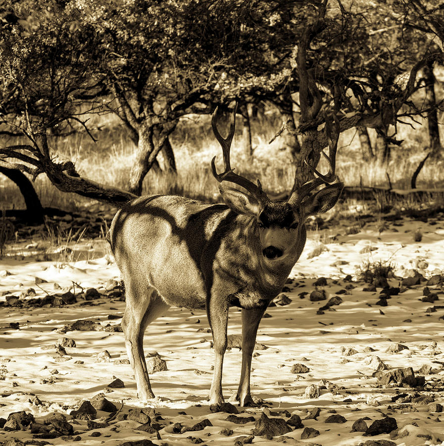 Mule Deer Buck 001202 Photograph