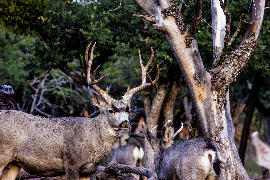Mule Deer Buck 001297 Photograph