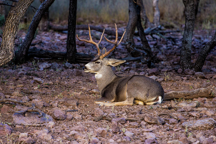 Mule Deer Buck 001315 Photograph