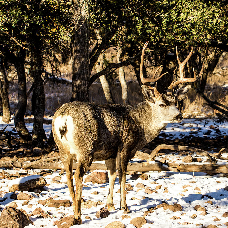 Mule Deer Buck 001469 Photograph