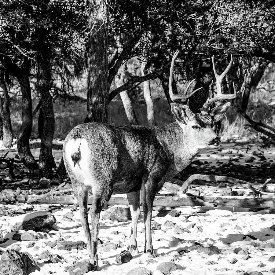 Mule Deer Buck 001470 Photograph