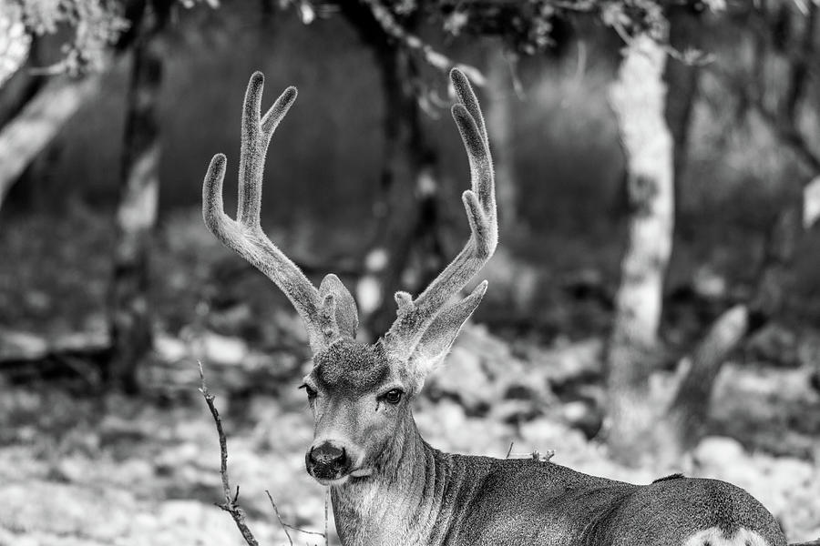 Mule Deer Buck 001573 Photograph
