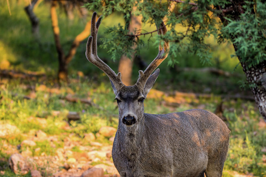 Mule Deer Buck 001575 Photograph by Renny Spencer - Pixels