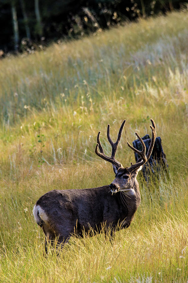Mule Deer Buck 001594 Photograph