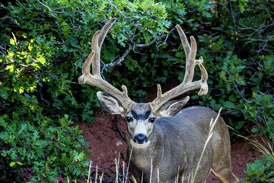 Mule Deer Buck 001600 Photograph