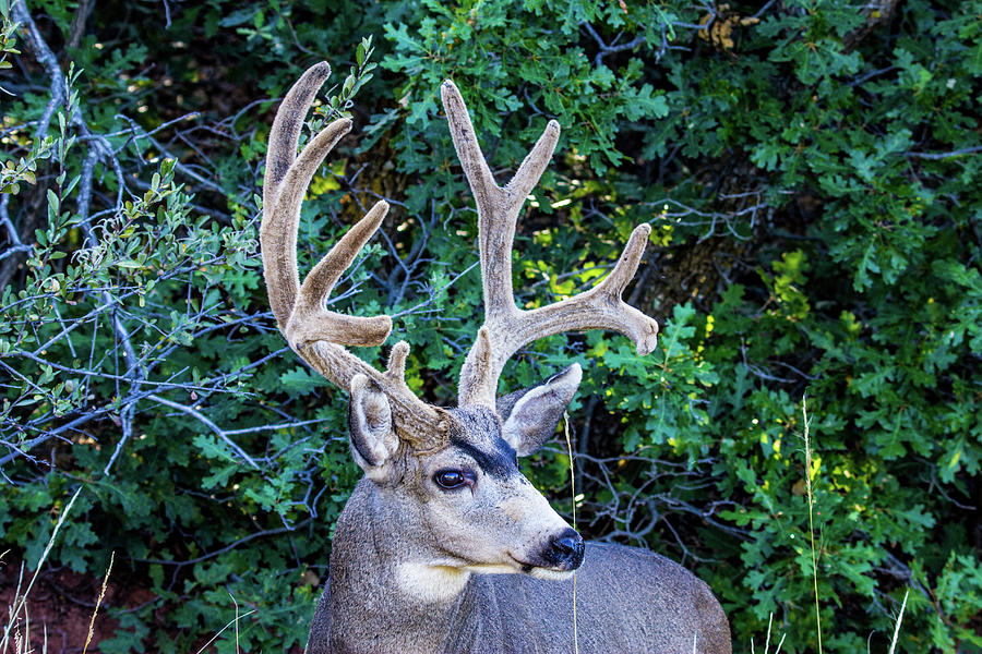 Mule Deer Buck 001618 Photograph
