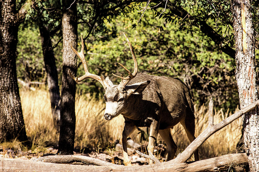 Deer Photograph - Mule Deer Buck 001779 by Renny Spencer