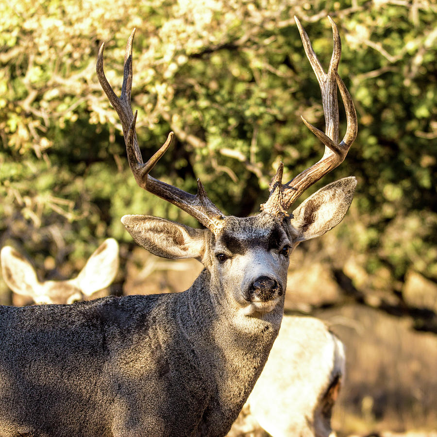 Mule Deer Buck 001807 Photograph