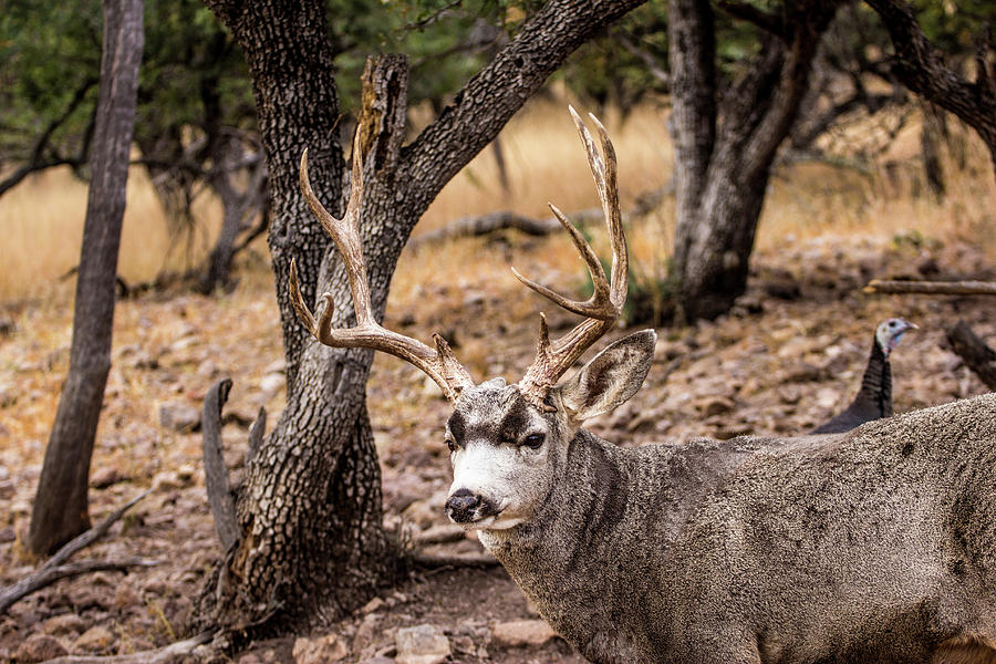 Mule Deer Buck 001817 Photograph