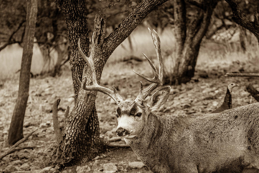 Mule Deer Buck 001819 Photograph