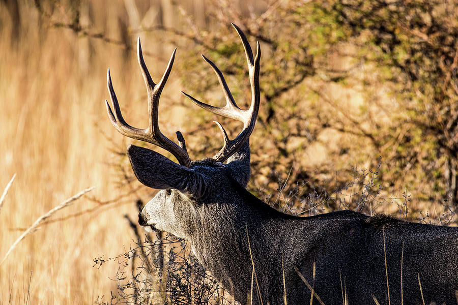 Deer Photograph - Mule Deer Buck 001990 by Renny Spencer