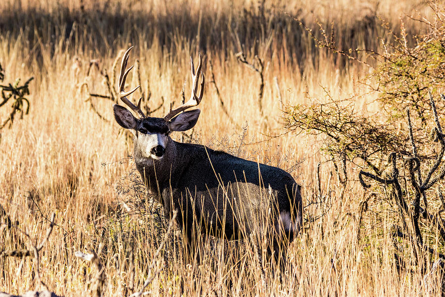 Mule Deer Buck 002077 Photograph by Renny Spencer