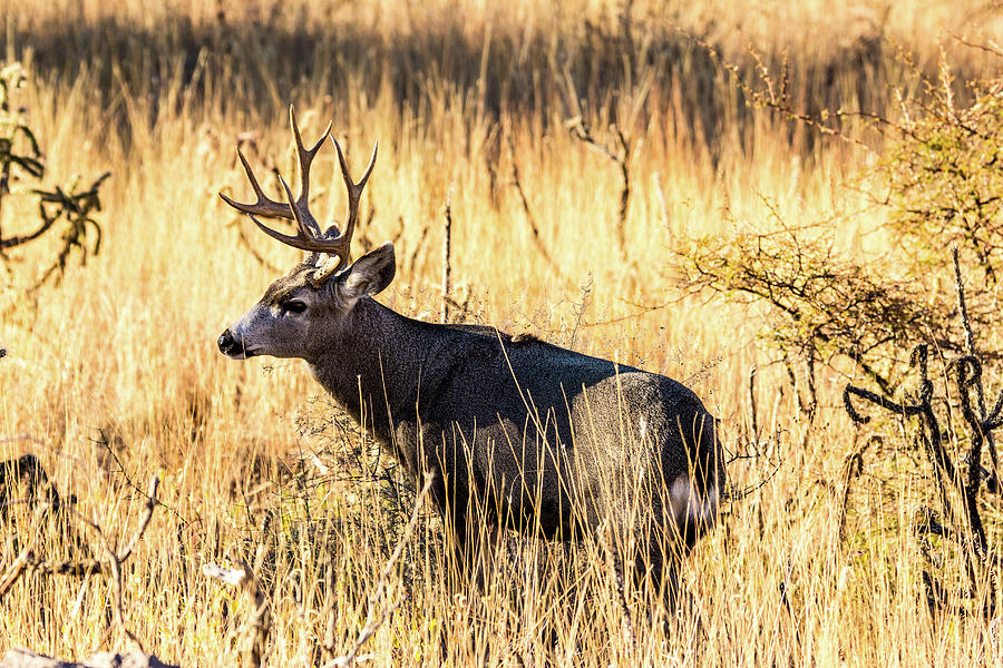 Mule Deer Buck 002113 Photograph by Renny Spencer