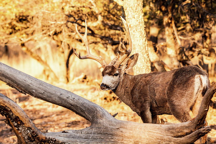Mule Deer Buck 002116 Photograph by Renny Spencer