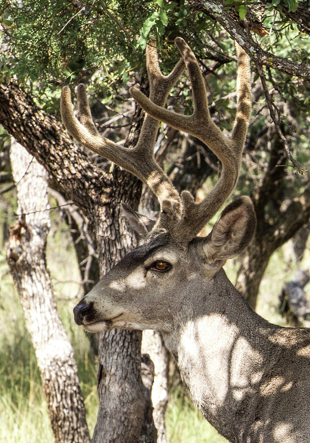 Mule Deer Buck 11 Photograph by Renny Spencer