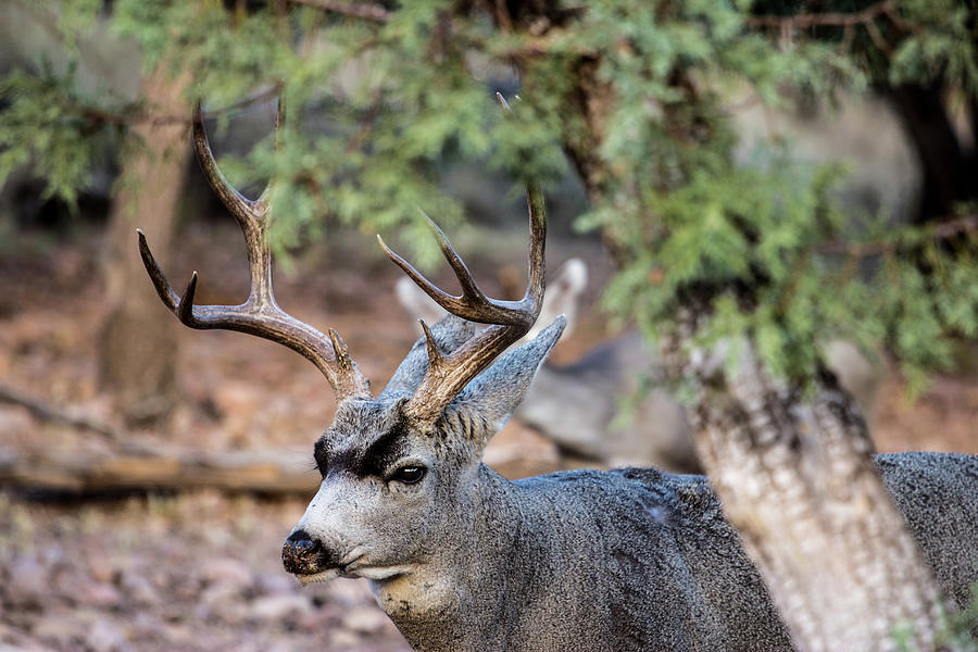 Mule Deer Buck Behind A Juniper Tree Photograph