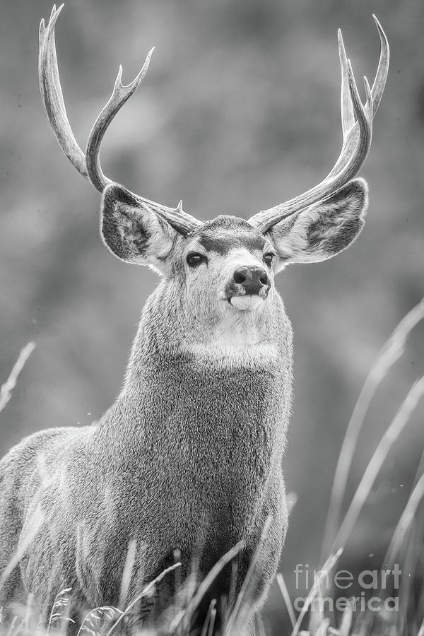 Mule Deer Buck Black And White Photograph By Greg Bergquist Fine Art