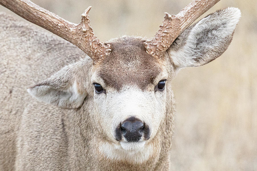 Mule Deer Buck Close Up And Head On Photograph By Tony Hake Pixels mule-deer-buck-close-up-and-head-on-photograph-by-tony-hake-pixels