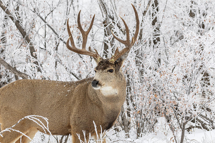 Mule Deer Buck in a Wintry Scene Photograph by Tony Hake