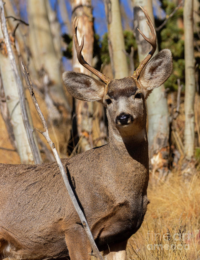Mule Deer Buck in the Pike National Forest Photograph by Steven Krull ...