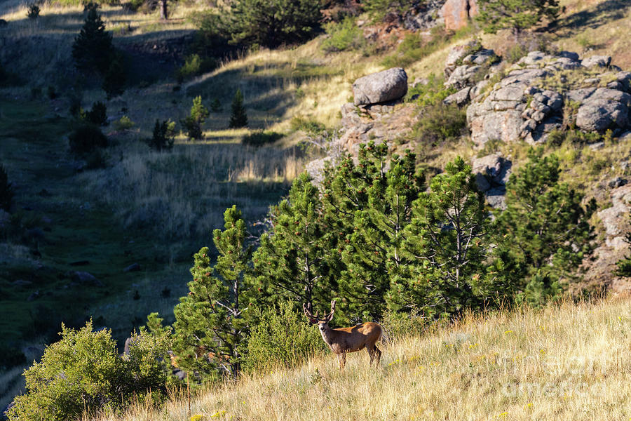 Mule Deer Buck in the Rockies Photograph by Steven Krull