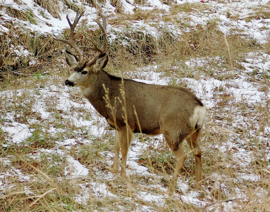 Mule Deer Buck in the Snow Photograph by Dan Miller