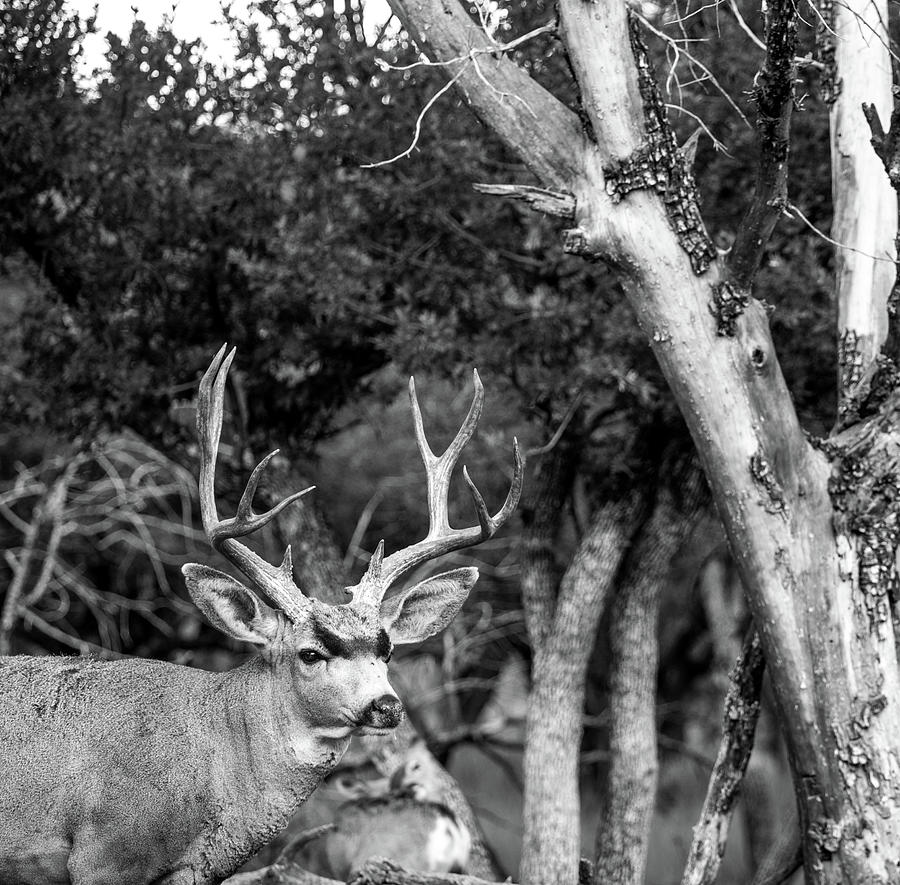 Mule Deer Buck in the Woods BW Photograph by Renny Spencer