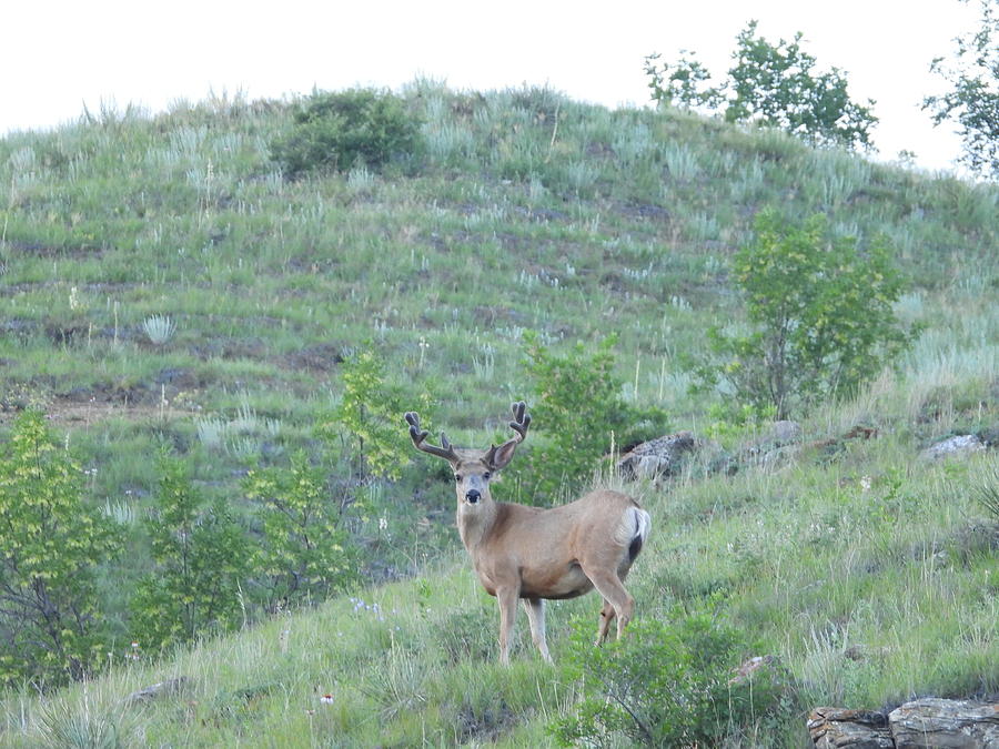 Mule Deer Buck in Velvet 1 Photograph by Amanda R Wright
