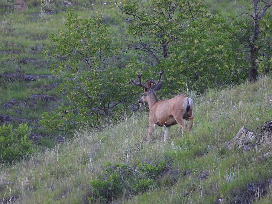 Mule Deer Buck in Velvet 2 Photograph by Amanda R Wright