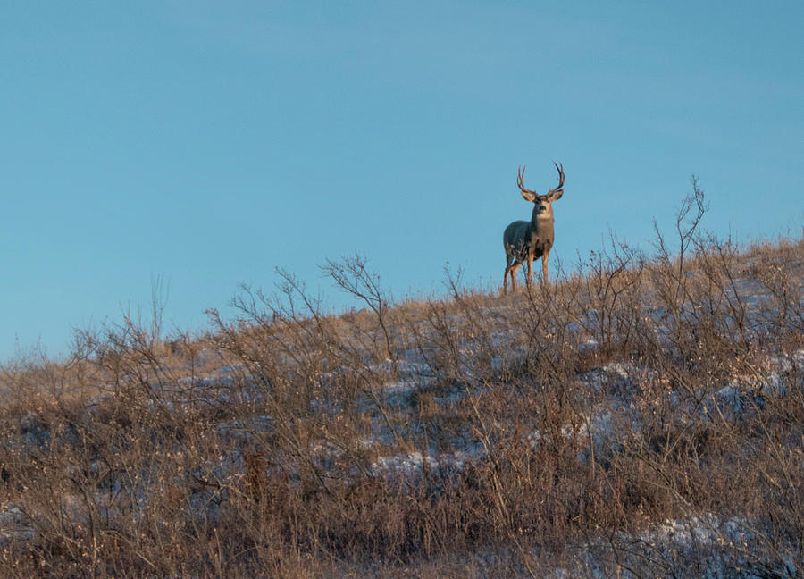 Deer Photograph - Mule Deer Buck On A Hill by Phil And Karen Rispin