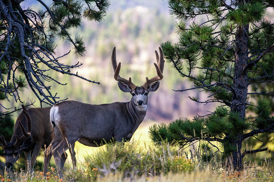 Mule Deer Buck on Ridge Top Photograph by Michael Phillips - Fine Art ...