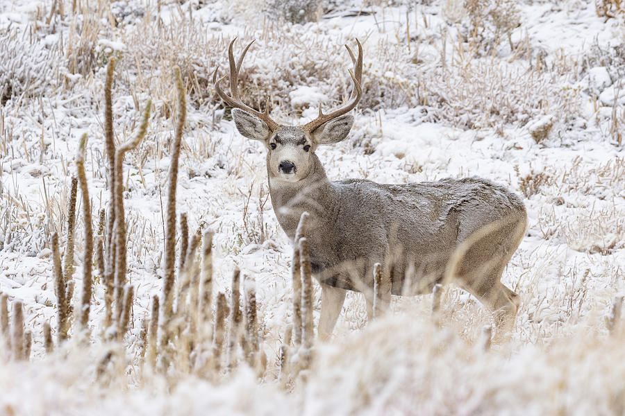 Mule Deer Buck on the Snow-Covered Plains Photograph by Tony Hake