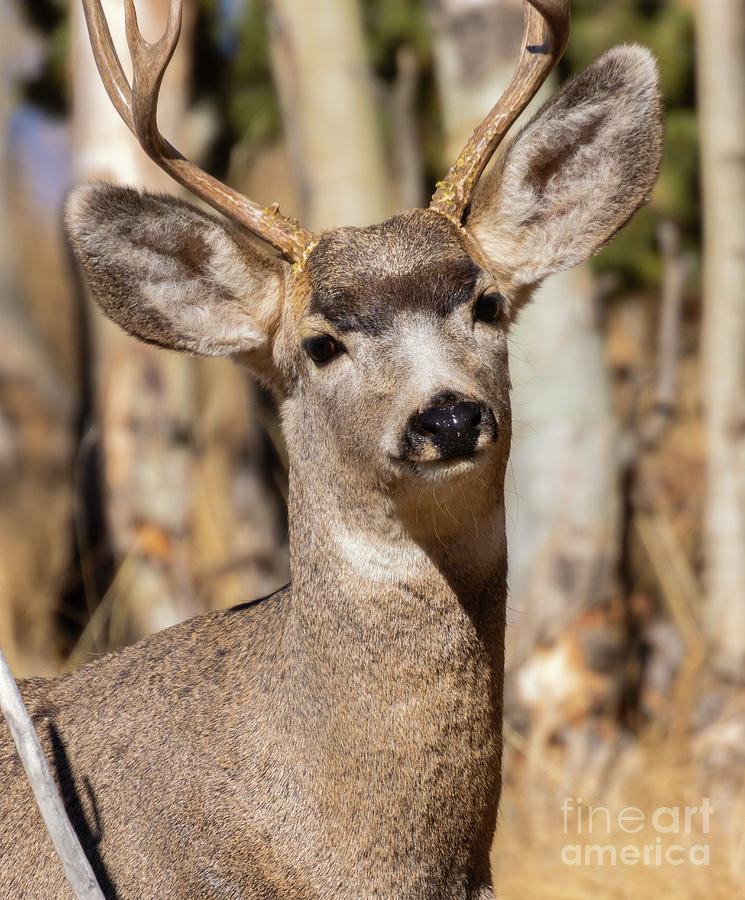 Mule Deer Buck Posing In The Pike National Forest Photograph