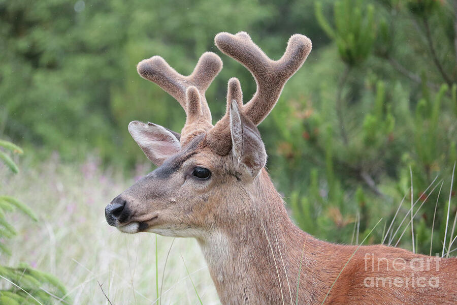 Mule Deer Buck Profile Photograph by Carol Groenen