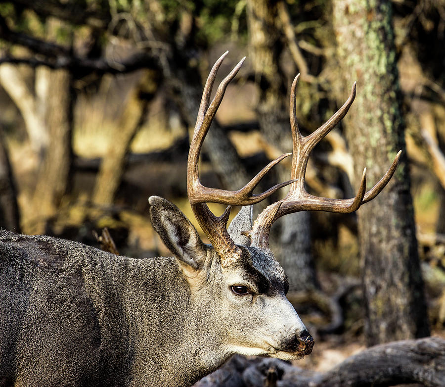 Mule Deer Buck Profile Photograph