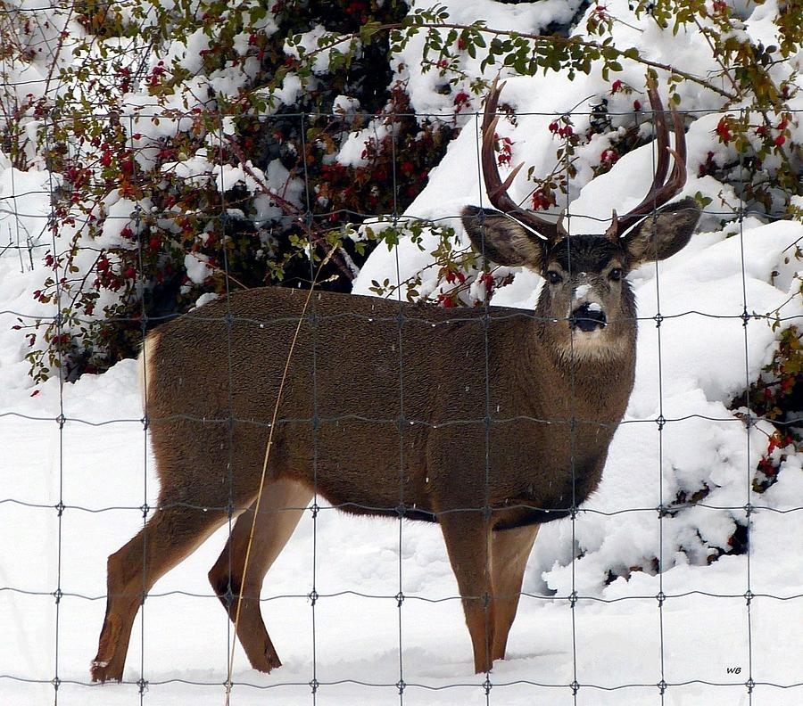 Mule Deer Buck Photograph by Will Borden