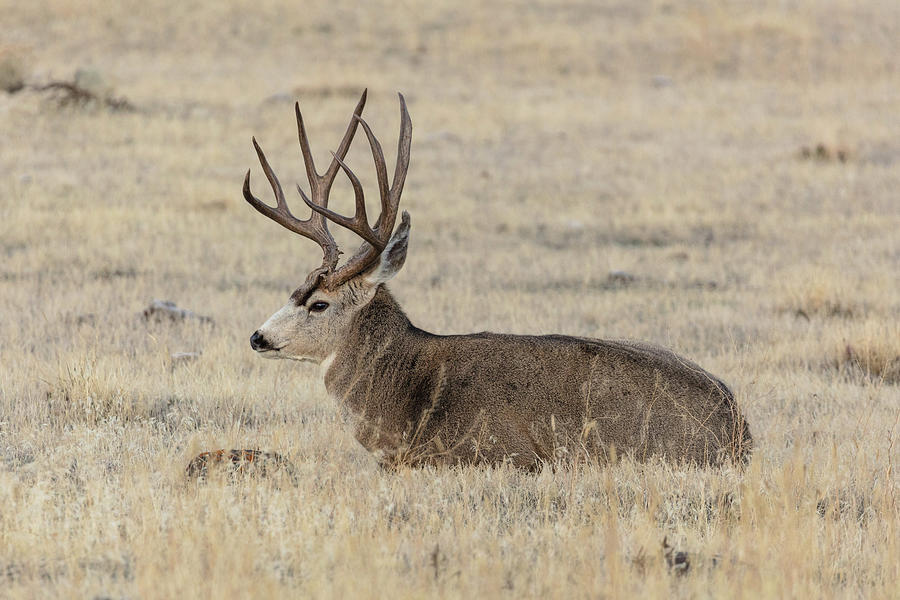 Mule Deer Buck, Yellowstone National Park Photograph by The Yellowstone ...