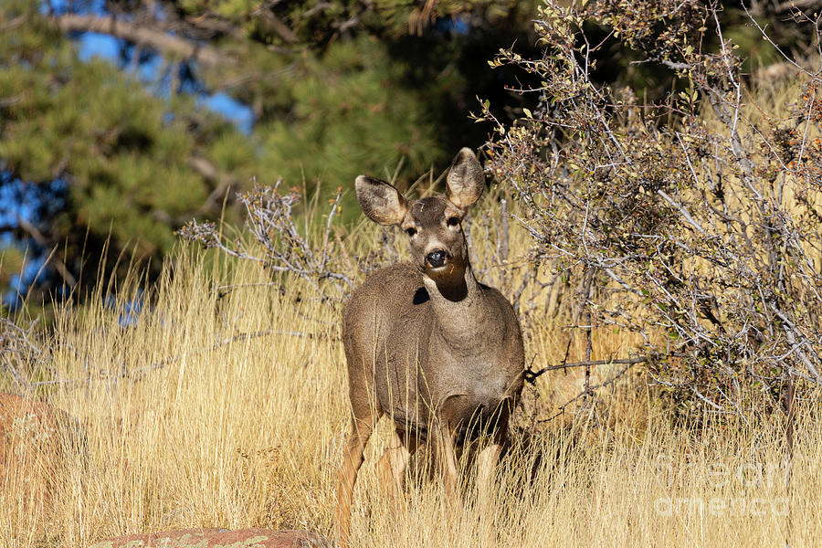 Mule Deer Bucks in the Rockies Photograph by Steven Krull