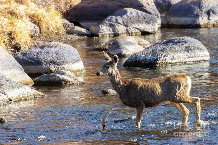 Mule Deer Crossing River Photograph