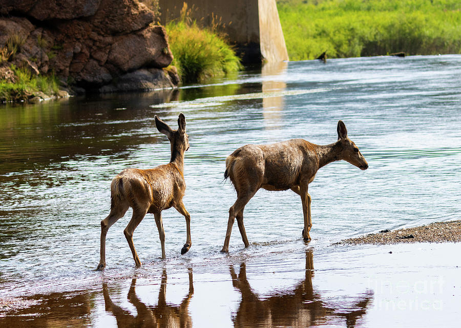 Mule Deer Crossing The South Platte River Photograph