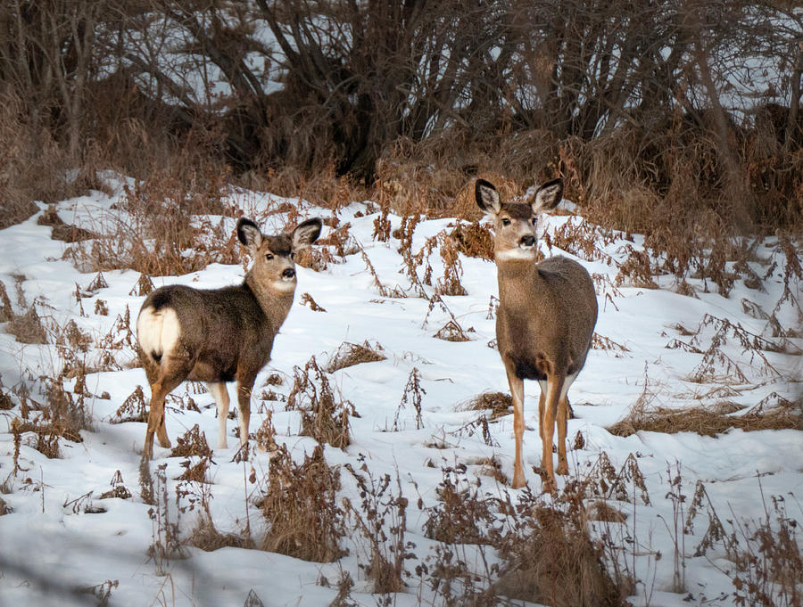 Deer Photograph - Mule Deer Doe And Yearling by Phil And Karen Rispin