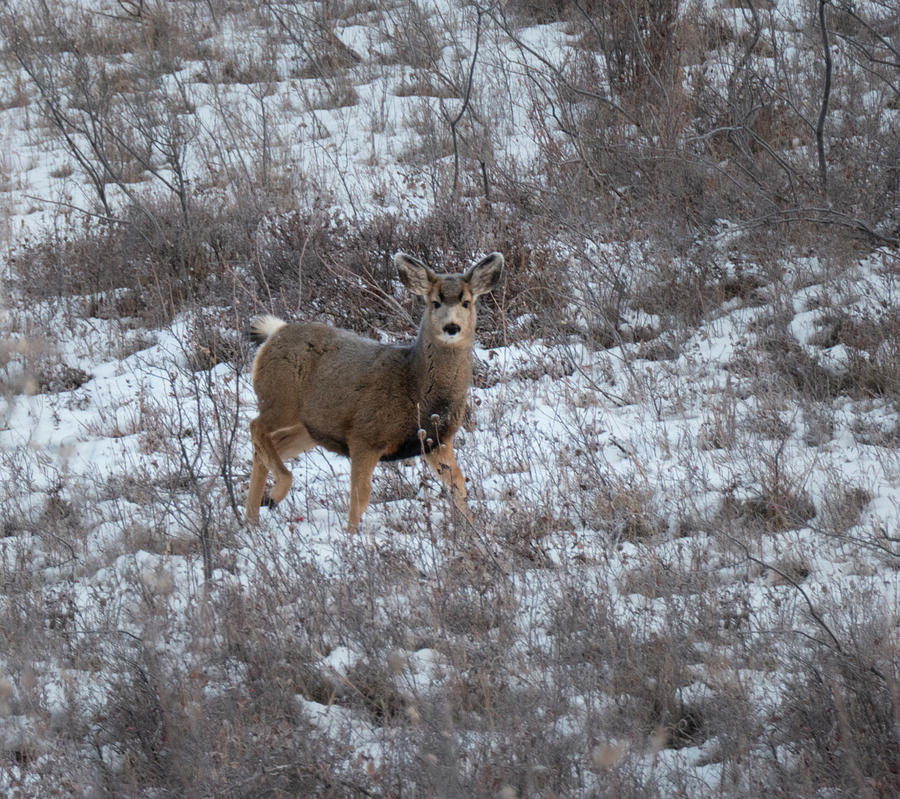 Deer Photograph - Mule Deer Doe In Snow by Phil And Karen Rispin