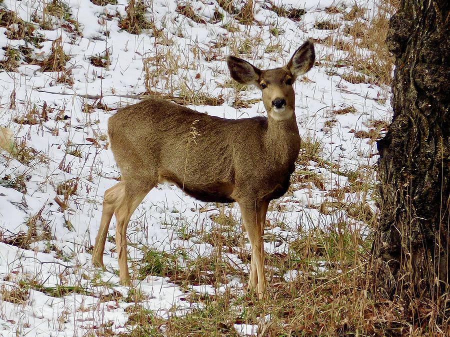 Mule Deer Doe in the Snow Photograph by Dan Miller