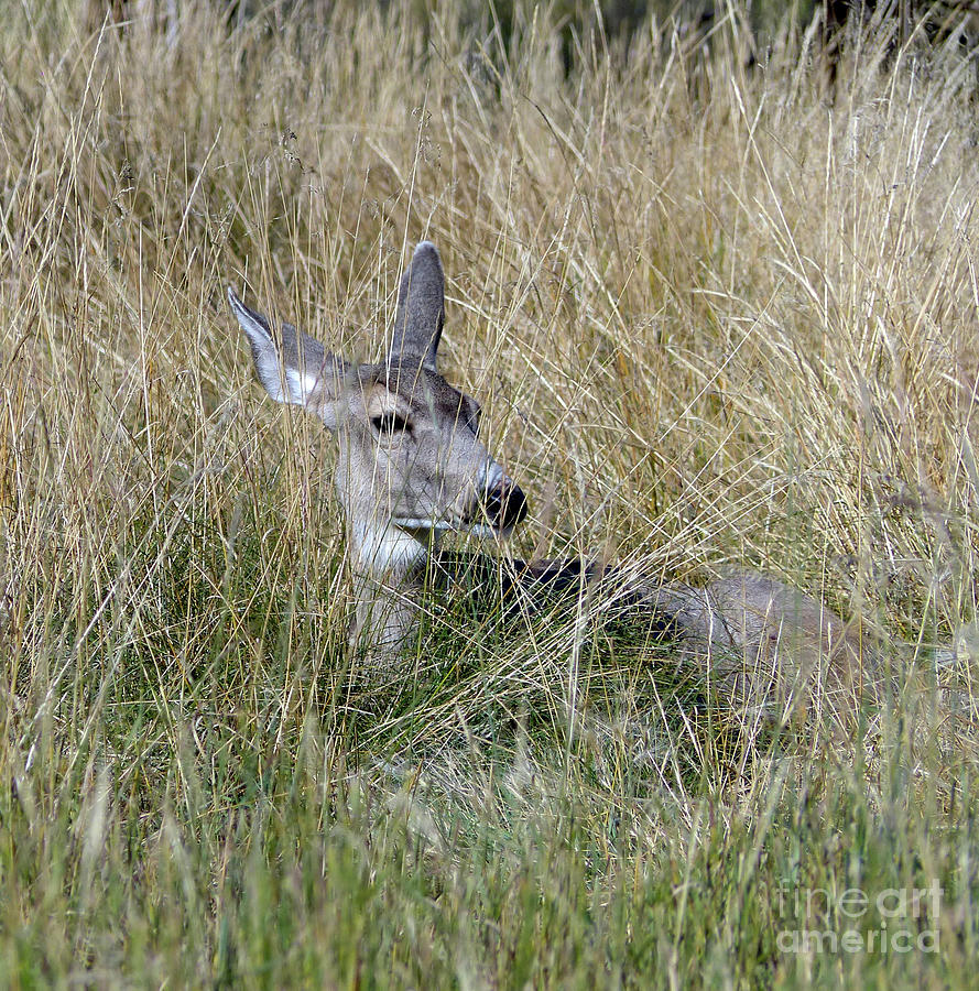 Mule deer doe in long grass Photograph by Phil Banks